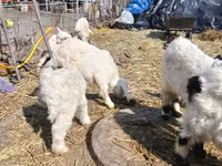 बकरा, Saanen goat — फ़ोटो 3