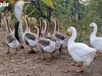 Geese — foto 7