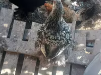 Brahma — foto 6