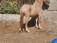 Hengst, Hungarian horse breed — Foto 2