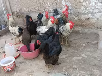 Chickens — zdjęcie 3