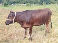 Mucca, Bovini — foto 4