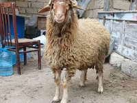 Ram, Schapen — foto 1