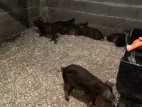 Cinghiale, Мангалица — foto 2