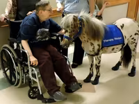 Kůň, Miniature horse — foto 3