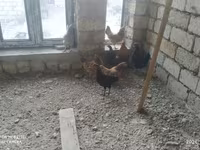 Ducks — foto 7