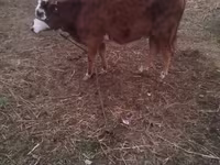İnek, Simmental cattle — foto 2