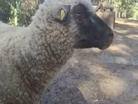 Vædder, Shroshire sheep — foto 6