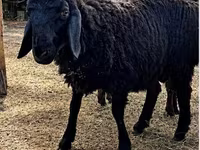 Beran, Hissar sheep — foto 3