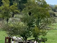 Chèvre, Dutch Landrace goats — photo 1