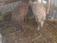 የጎትት አውራ በግ, Sheep — ፎቶ 3