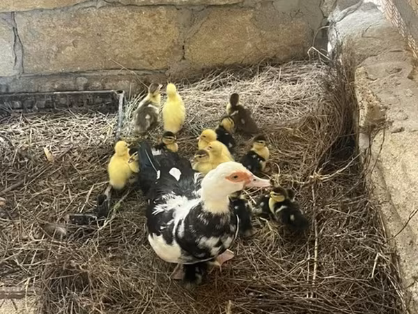 Ducks