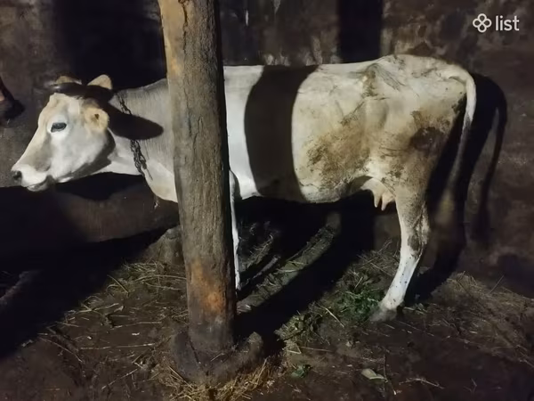 Cow, Cattle — Armenia
