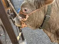Býk, Charolais cattle — foto 5