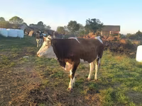 Krava, Simmental cattle — foto 2