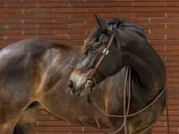 مادیان, Friesian — عکس 4