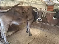 Ko, Holstein-race — foto 4