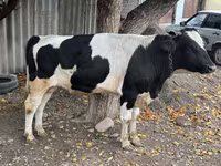 Byk, Russian Black pied cattle — zdjęcie 5