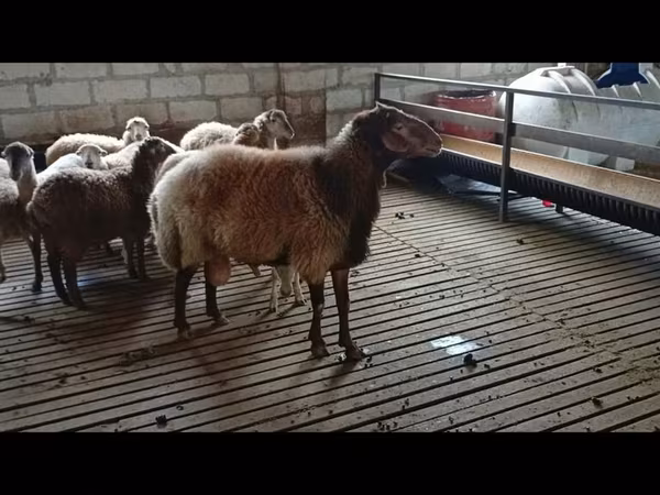 Ram, Sheep — Azerbaijan