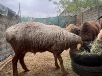 Ovan, Edilbay sheep — fotografija 3