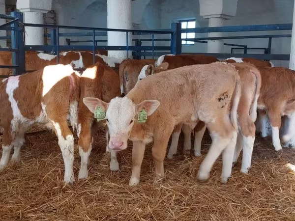 Toro, Simmental cattle