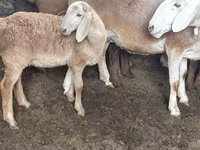 Montone, Arashan sheep — foto 7