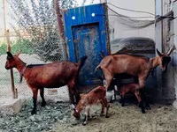 Kozy (partia, płeć nieokreślona), Alpine goat — zdjęcie 2