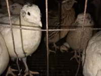 Quails — عکس 1