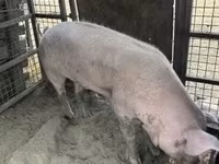 Eber, Schweine — Foto 4