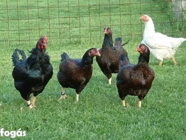 Chickens
