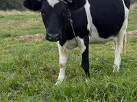 암소, Swiss cattle — 사진 1