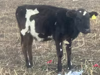 Lembu jantan, Russian Black pied cattle — foto 1