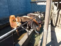 Bulle, Swiss cattle — Foto 7
