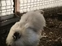 Silkie — foto 2