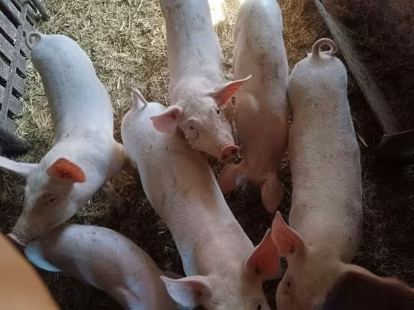 Pigs (batch, sex not specified), Pigs — Hungary
