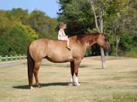 Kobyła, Quarter Horse — zdjęcie 3