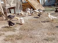 Ducks — fotografija 2