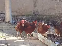 Chickens — 写真 2