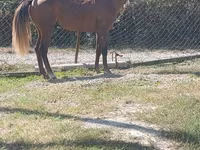 Hingst, Heste — foto 3