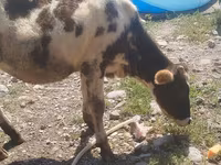 Vache, Russian Black pied cattle — photo 5