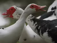 Ducks — 写真 3