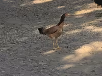 Chickens — عکس 4