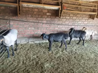Cừu đực, Hissar sheep — ảnh 2