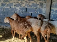Wad, Sheep — sawirka 6