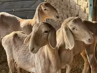 Pecora, Arashan sheep — foto 1