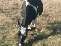 母牛, Russian Black pied cattle — 照片 2