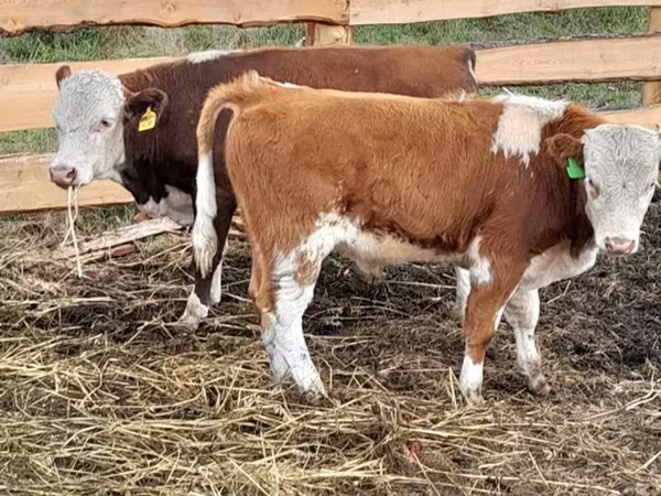 Bull, Aberdeen-Angus — Russia