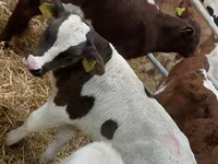 โคเนื้อ (เป็นล็อต, ไม่ระบุเพศ), Russian Black pied cattle — รูปภาพ 4