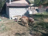 Wad, Sheep — sawirka 1
