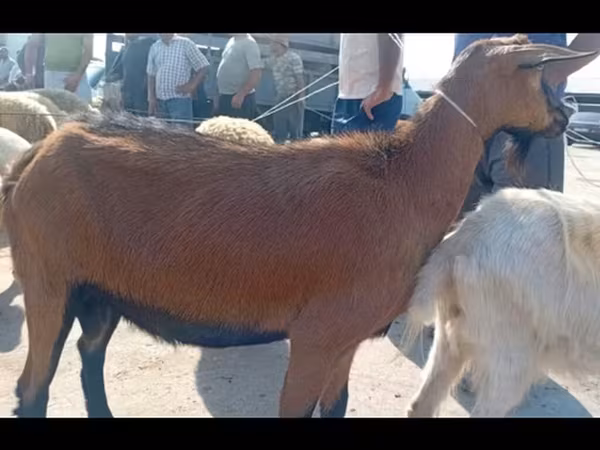 بکری, بکریاں